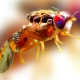 Fruit Flies Are Invading Los Angeles. The Solution? More Fruit Flies.