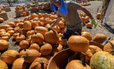 Now that Halloween is over, compost your pumpkin