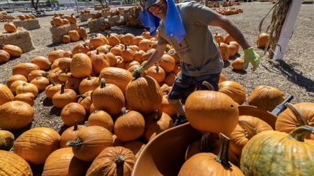 Now that Halloween is over, compost your pumpkin