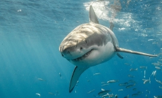 Ten-Foot Great White Shark ‘Crystal’ Is Heading for Florida