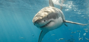 Ten-Foot Great White Shark ‘Crystal’ Is Heading for Florida