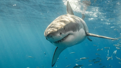 Ten-Foot Great White Shark ‘Crystal’ Is Heading for Florida