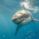 Ten-Foot Great White Shark ‘Crystal’ Is Heading for Florida