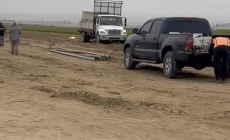 Work continued after a woman was killed in a carrot field.