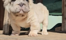 Pooch poachers take more than $100,000 worth of pets from Gardena store