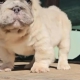 Pooch poachers take more than $100,000 worth of pets from Gardena store