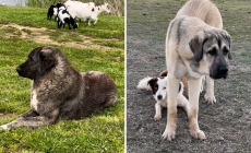 Watch Guardian Dogs All Leap Into Action Over Alert: ‘Dogvengers Assemble’