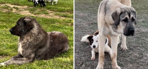 Watch Guardian Dogs All Leap Into Action Over Alert: ‘Dogvengers Assemble’