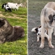 Watch Guardian Dogs All Leap Into Action Over Alert: ‘Dogvengers Assemble’
