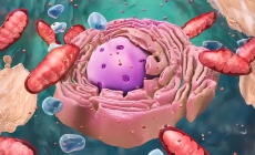 Common Drugs May Pave Way to Extending Human Lifespan