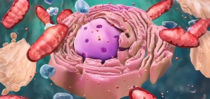 Common Drugs May Pave Way to Extending Human Lifespan