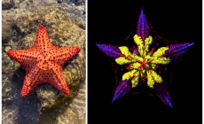 Scientists Finally Solve Mystery of Where Starfish Keep Their Heads