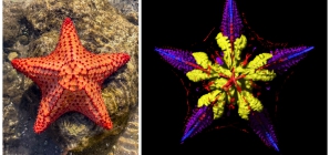 Scientists Finally Solve Mystery of Where Starfish Keep Their Heads