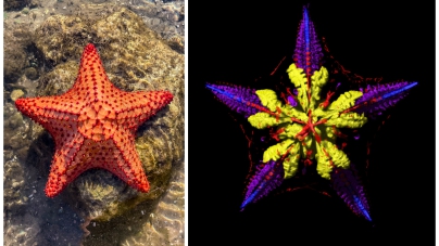 Scientists Finally Solve Mystery of Where Starfish Keep Their Heads