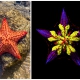 Scientists Finally Solve Mystery of Where Starfish Keep Their Heads