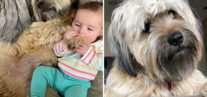 Dog Who Loves To Snuggle With Owner’s Grandbaby Wins Pet of the Week