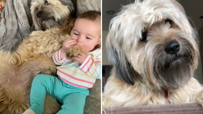 Dog Who Loves To Snuggle With Owner’s Grandbaby Wins Pet of the Week