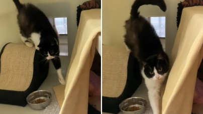 Shelter Cat Watches Her Kittens Get Adopted, Then One Day Her Luck Changed