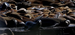 Dead Baby Sea Lions Suddenly Found on California Islands Spark Concerns