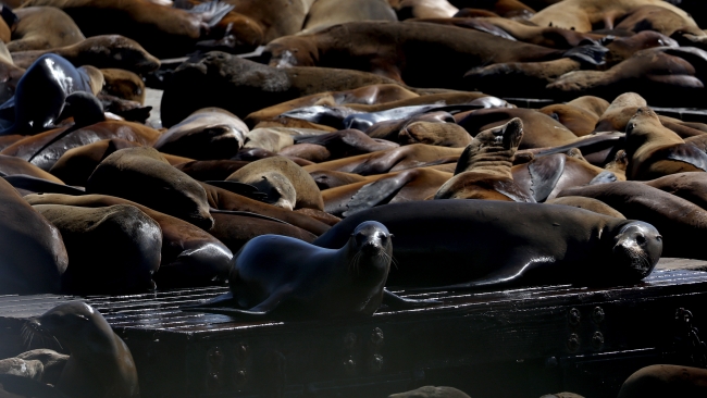 Dead Baby Sea Lions Suddenly Found on California Islands Spark Concerns