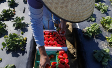 Contributor: ICE raids and migrant pay cuts are devastating California economies