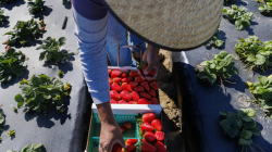 Contributor: ICE raids and migrant pay cuts are devastating California economies