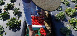 Contributor: ICE raids and migrant pay cuts are devastating California economies