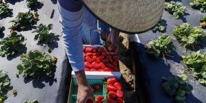 Contributor: ICE raids and migrant pay cuts are devastating California economies