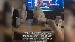 Cat ‘Humbles’ Owner—Internet Can’t Stop Laughing at What It Did