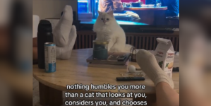 Cat ‘Humbles’ Owner—Internet Can’t Stop Laughing at What It Did