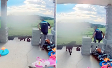 Doorbell Cam Captures Moment Delivery Driver ‘Risked It All’ With Dog