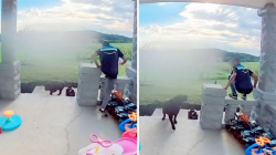 Doorbell Cam Captures Moment Delivery Driver ‘Risked It All’ With Dog