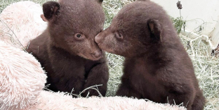 Orphaned SoCal bear cubs are on a path back to the wild