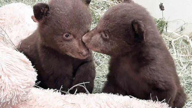 Orphaned SoCal bear cubs are on a path back to the wild